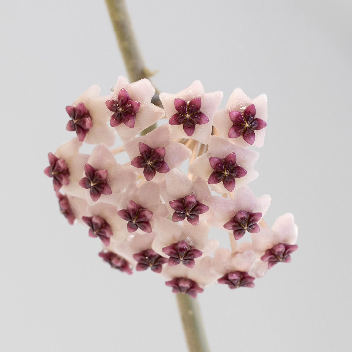 Hoya obovata