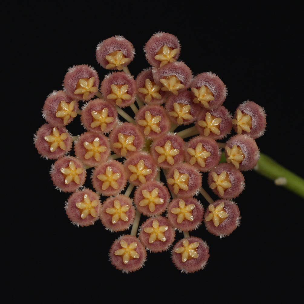 Hoya obscura