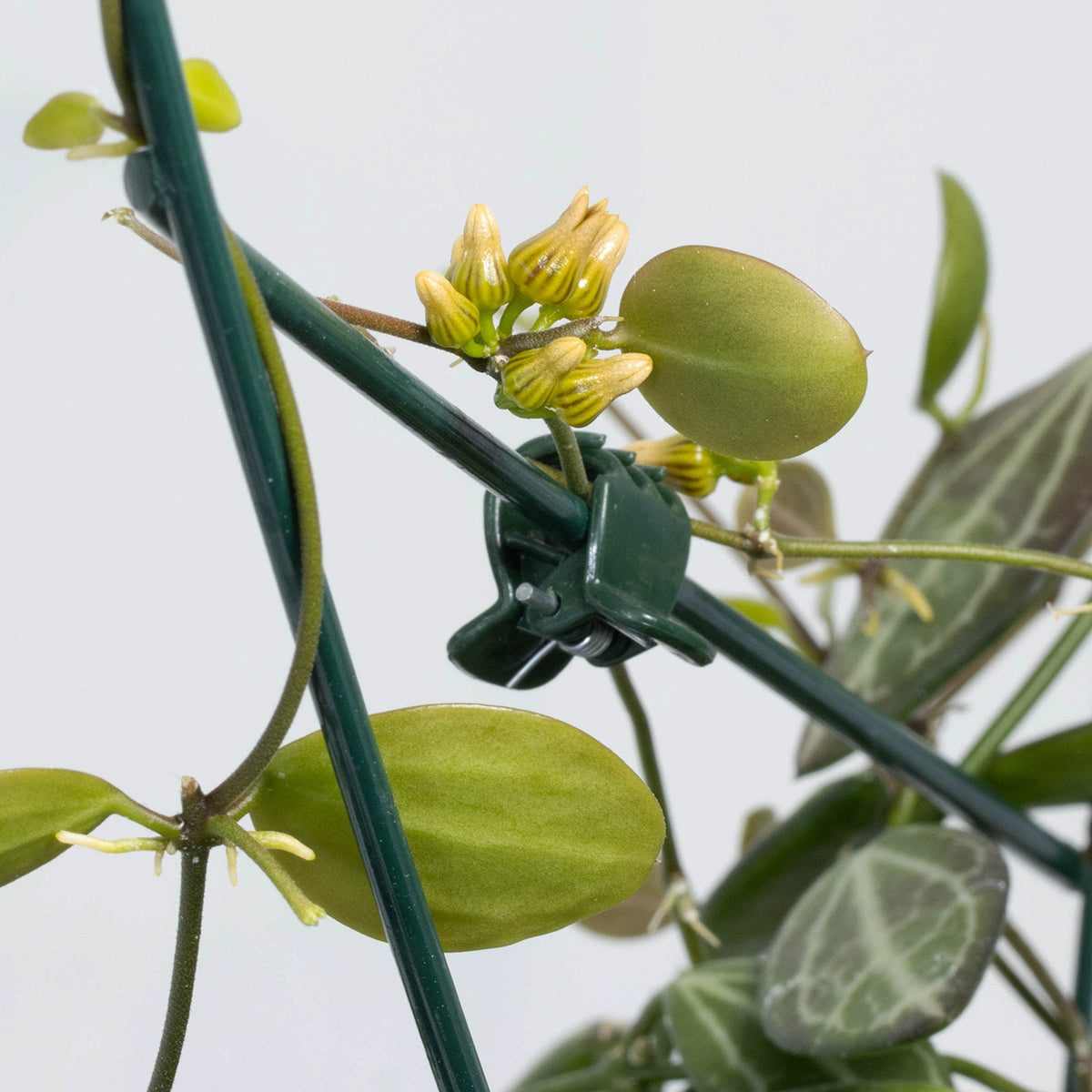 Dischidia ovata