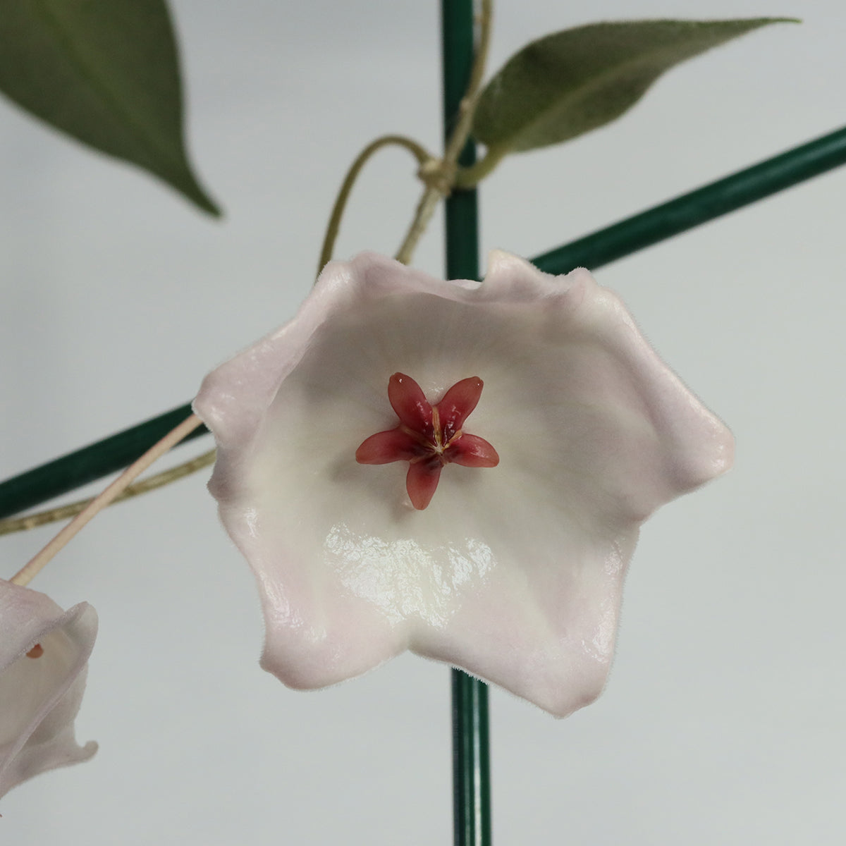 Hoya patella (IML-1083, white)