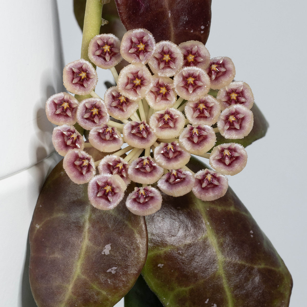 Hoya sipitangensis (EPC-949)