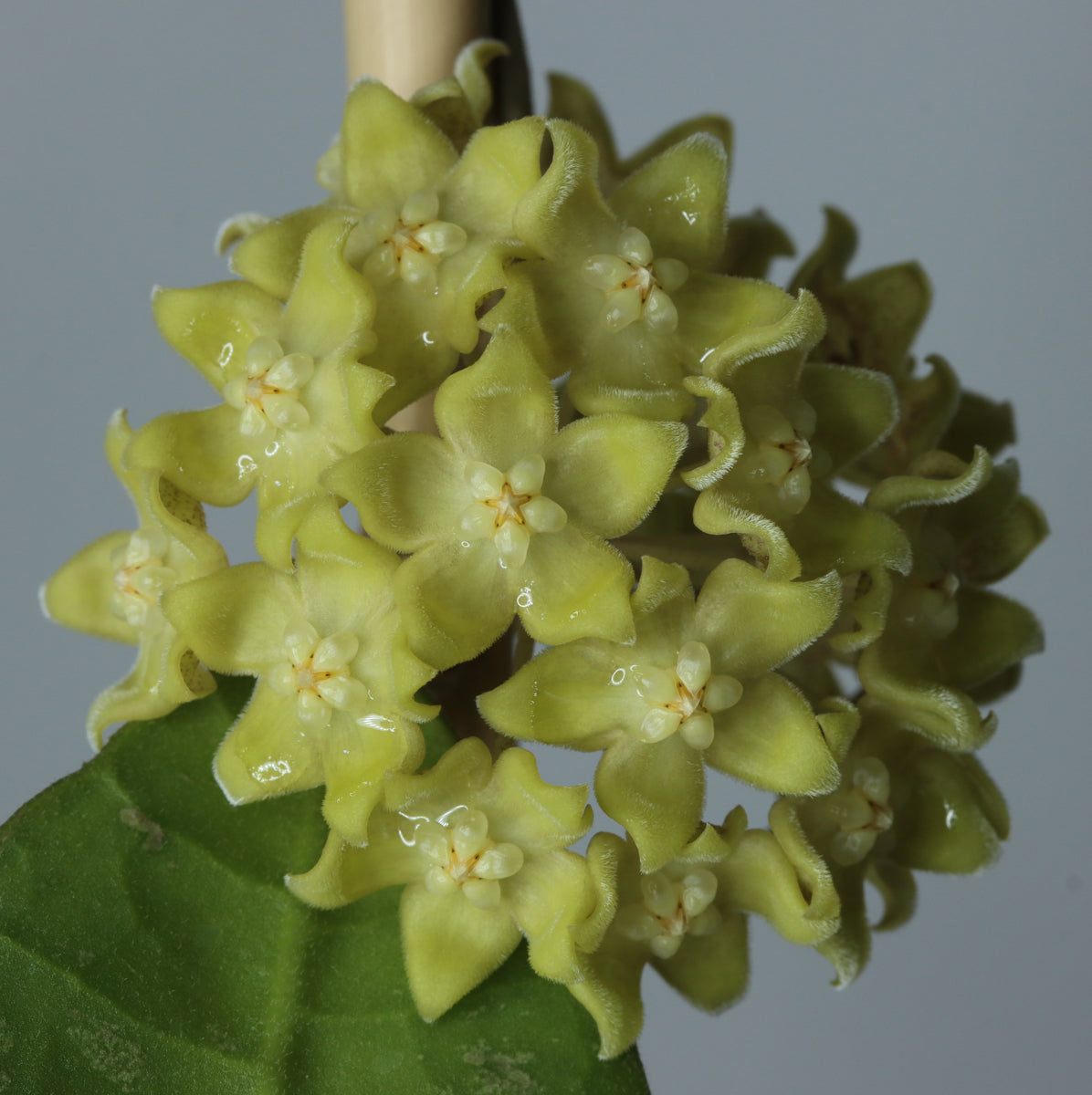 Hoya sp. Kalimantan (SLM-04)