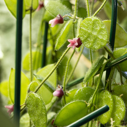 Dischidia hirsuta (rosa blommor)