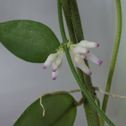 Dischidia truncata