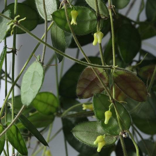 Dischidia hirsuta (NS00-012, Philippines, gula blommor)