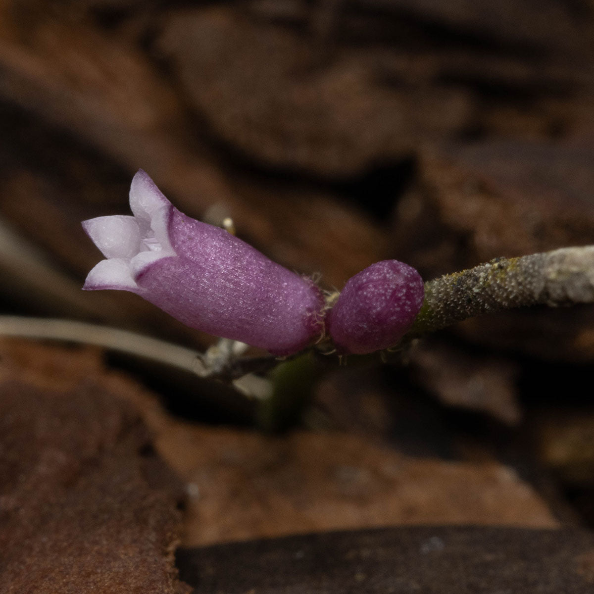 Dischidia sp. Sabah