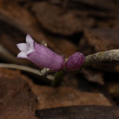 Dischidia sp. Sabah