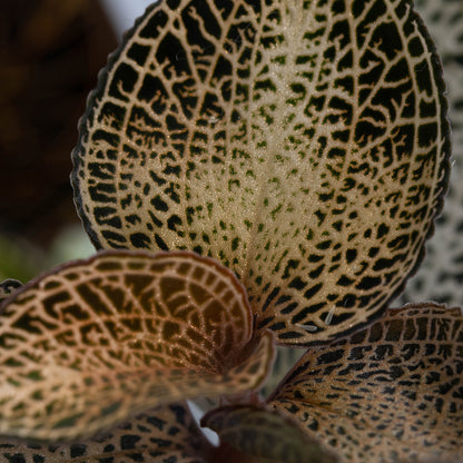 Anoectochilus Hybrid
