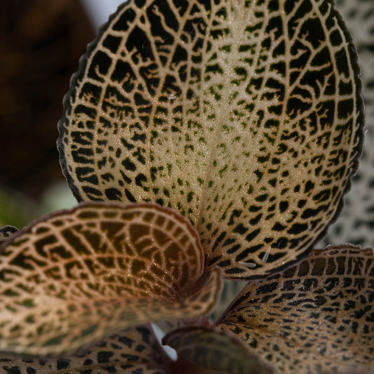 Anoectochilus Hybrid