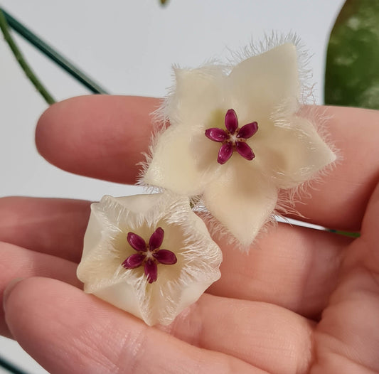 Hoya sangguensis (Malaysia)