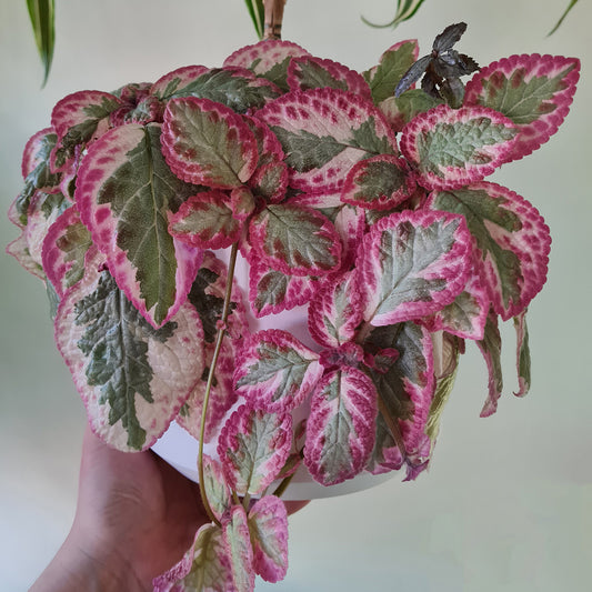 Episcia 'Cleopatra'