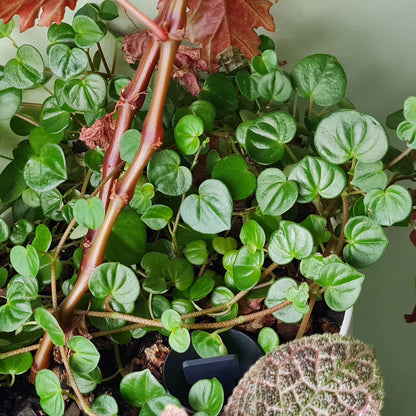 Peperomia serpens (Costa Rica)