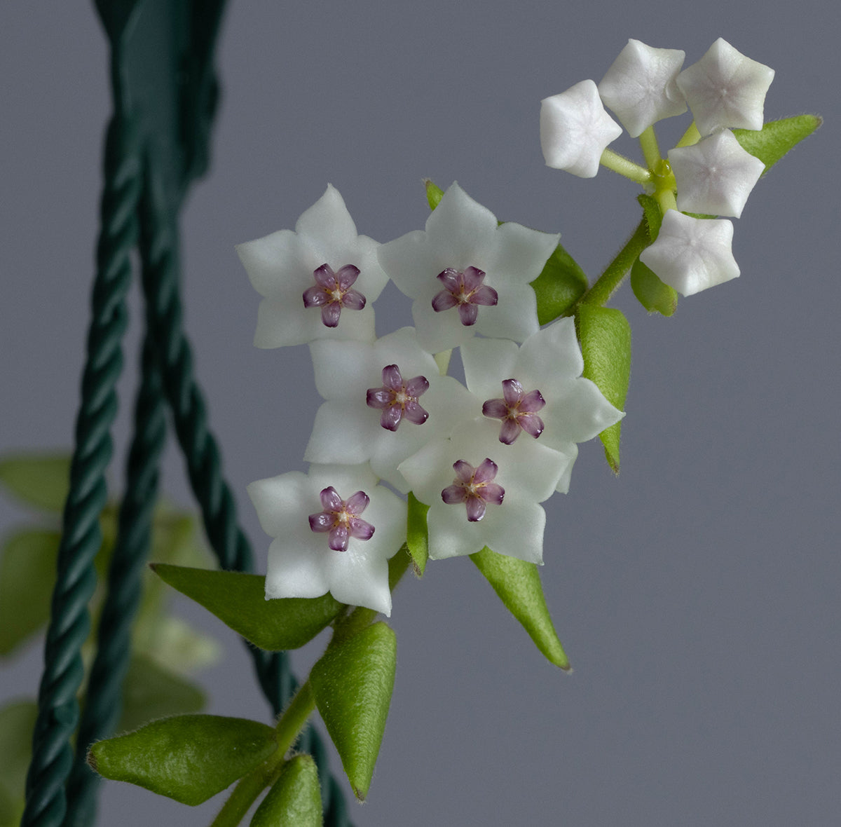 Hoya sp. aff. chinghungensis