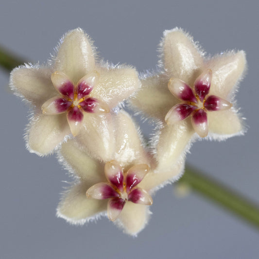 Hoya sp. Indonesia