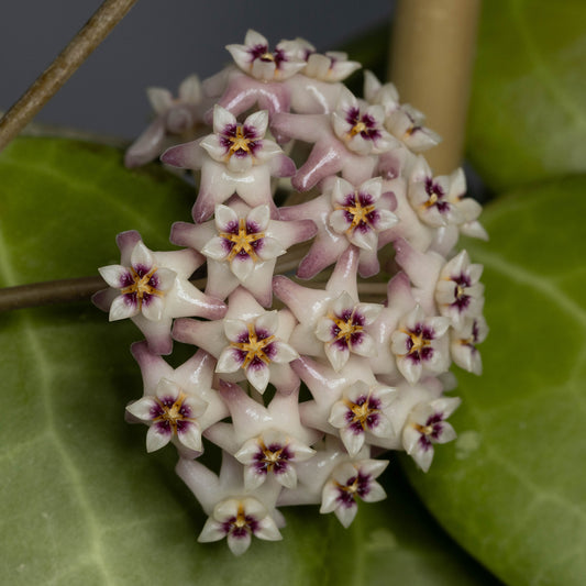 Hoya sp. Sulawesi (Mirelli)