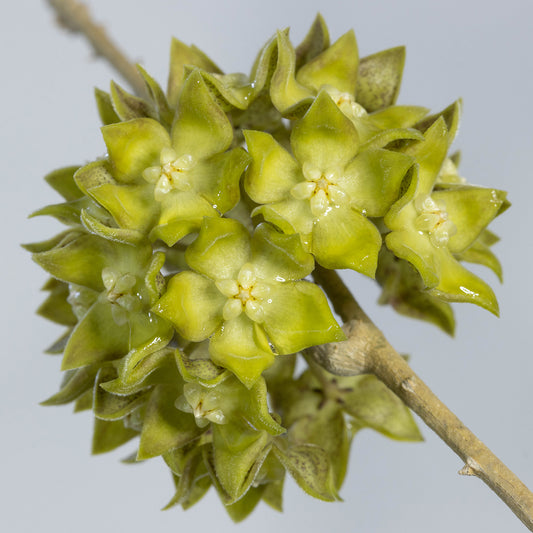 Hoya sp. aff. lambii (Borneo)