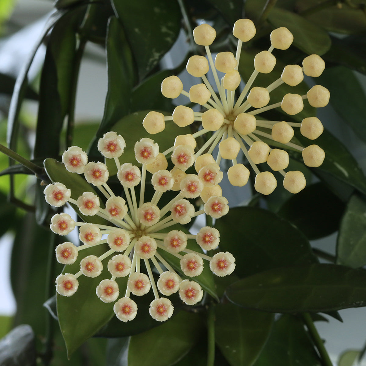 Hoya sp. cf. lacunosa (BL12-089, Södra Malaysia)