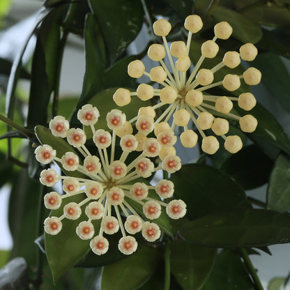 Hoya sp. cf. lacunosa (BL12-089, Södra Malaysia)