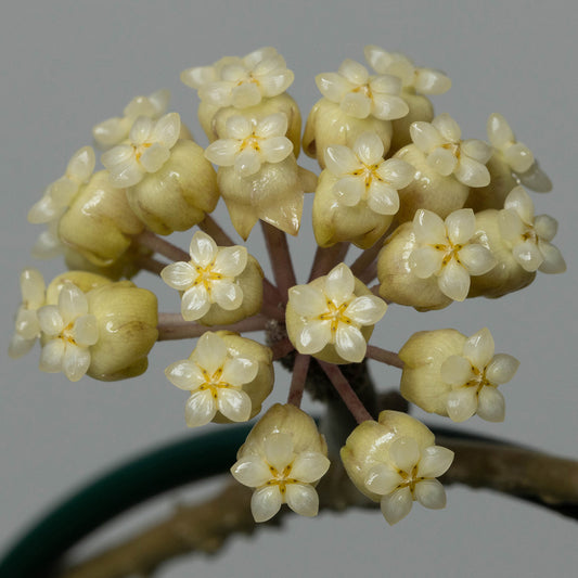 Hoya sp. (GBL, EPC-260)