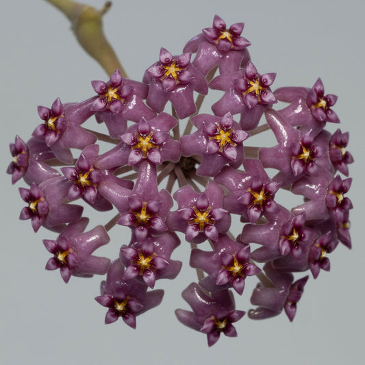 Hoya sp. (Haiphong, Vietnam)