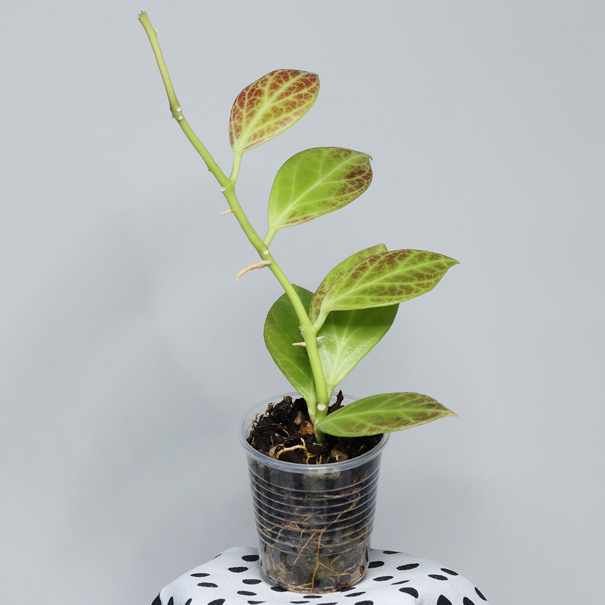 Hoya obscura