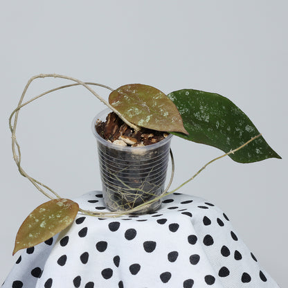 Hoya sp. aff. caudata (Sumatra, släta blad)