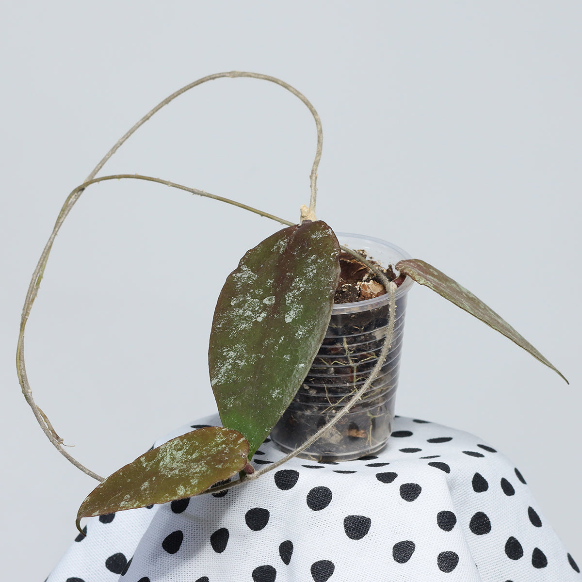 Hoya sp. aff. caudata (Sumatra, släta blad)