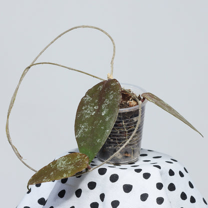 Hoya sp. aff. caudata (Sumatra, släta blad)