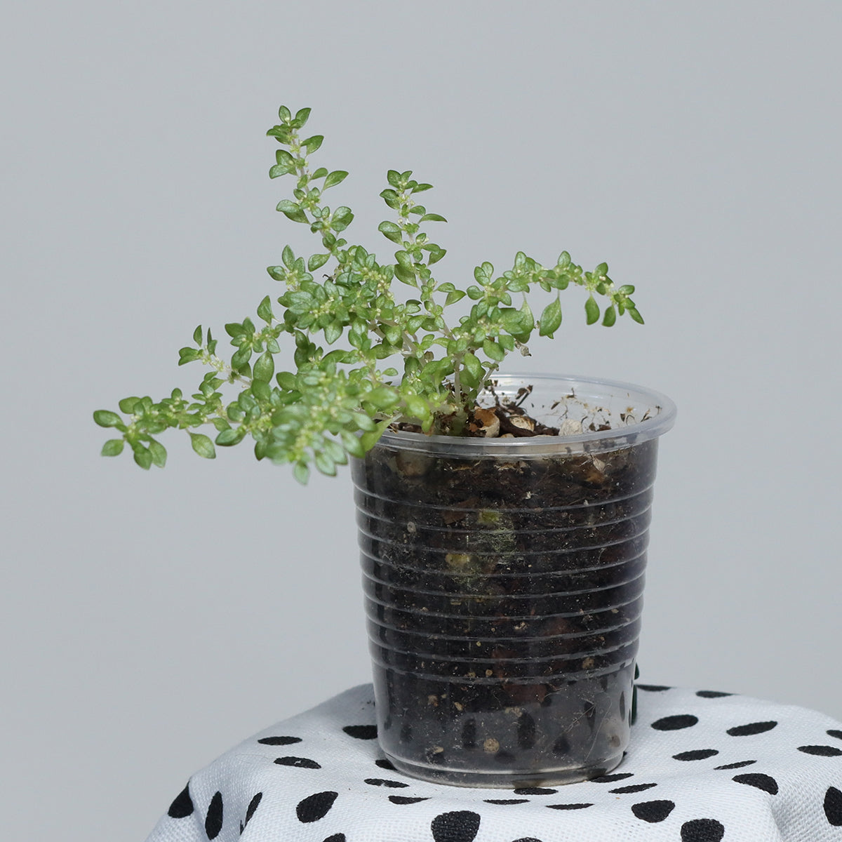 Pilea microphylla