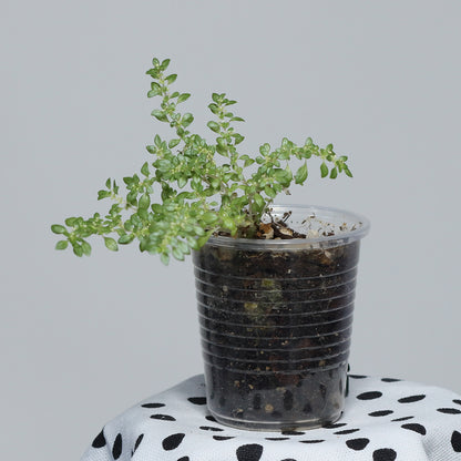 Pilea microphylla