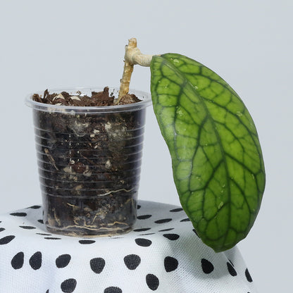 Hoya sp. (GBL, EPC-260)