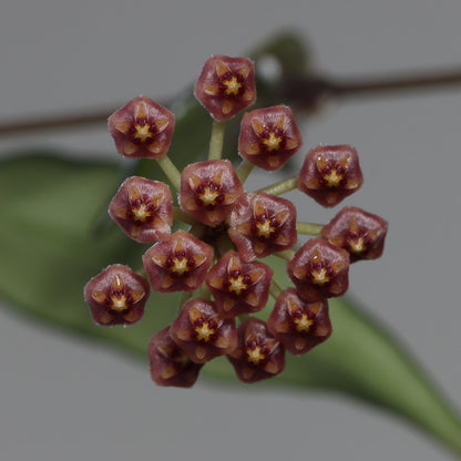Hoya bakoensis