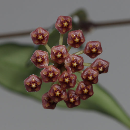 Hoya bakoensis