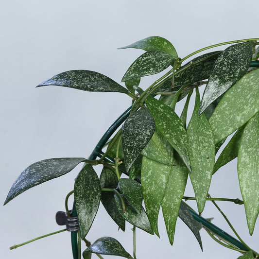 Hoya parviflora (spotted leaves)