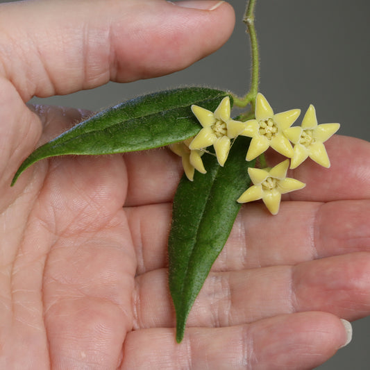Papuahoya urniflora