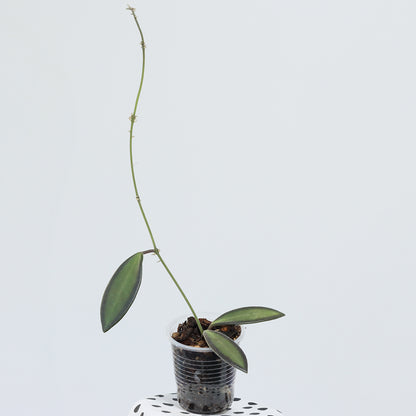 Hoya sp. aff. burtoniae (PG03)