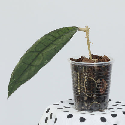 Hoya sp. aff. clemensiorum (Aceh)