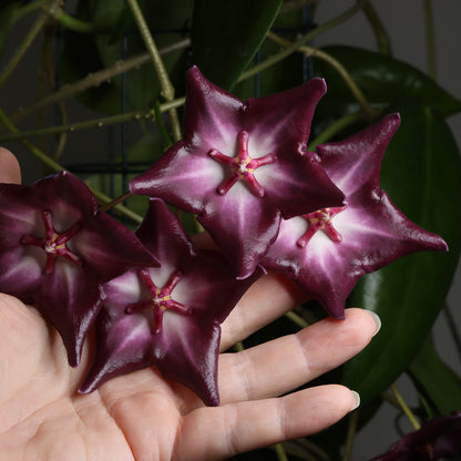 Hoya macgillivrayi (Nesbit River, IML-0696)