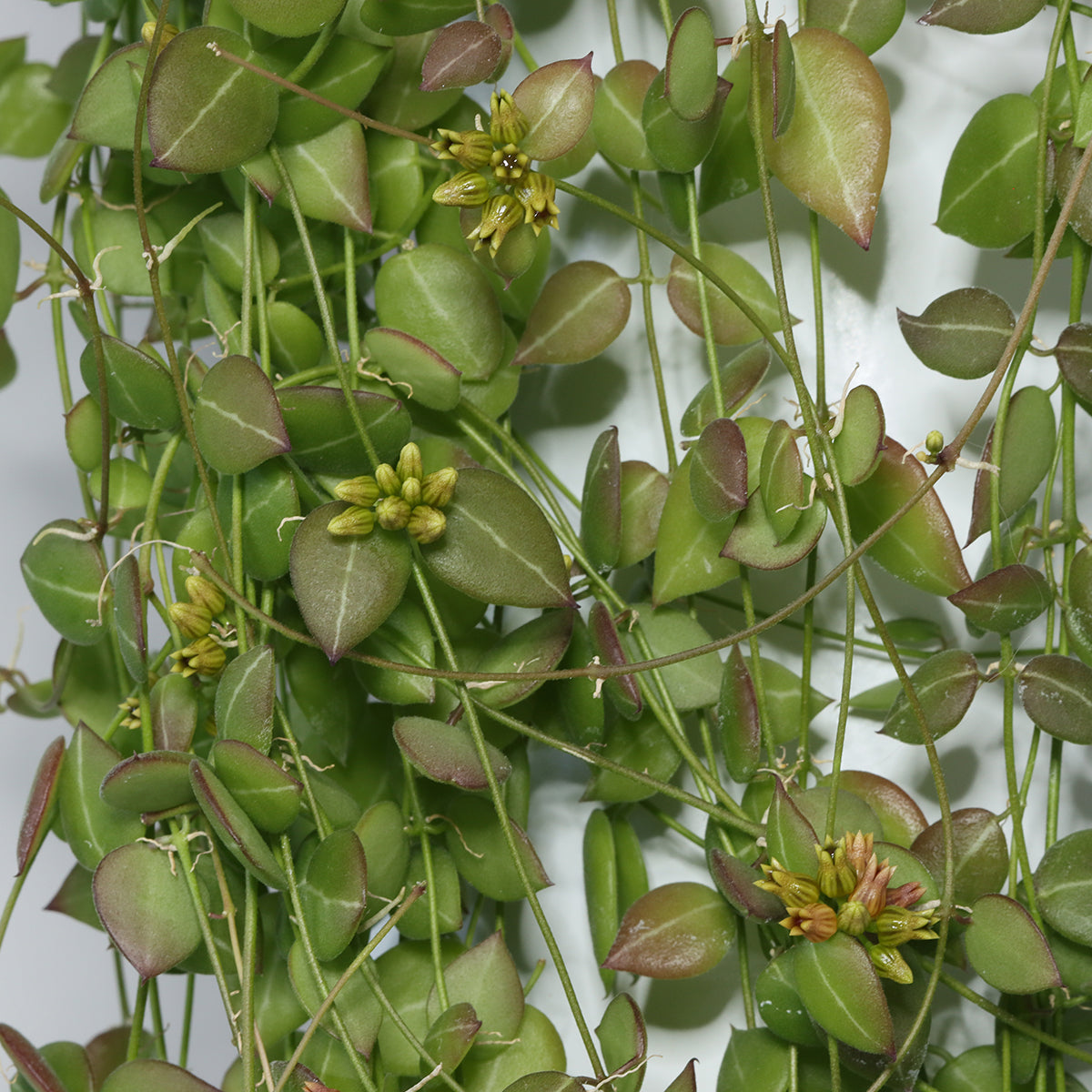 Dischidia ovata ( IML549, EPC 36D)