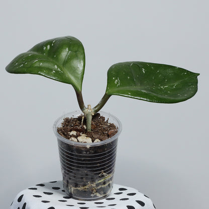 Hoya carnosa (round leaves, EPC-893)