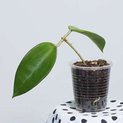 Hoya hanhiae (pale yellow)