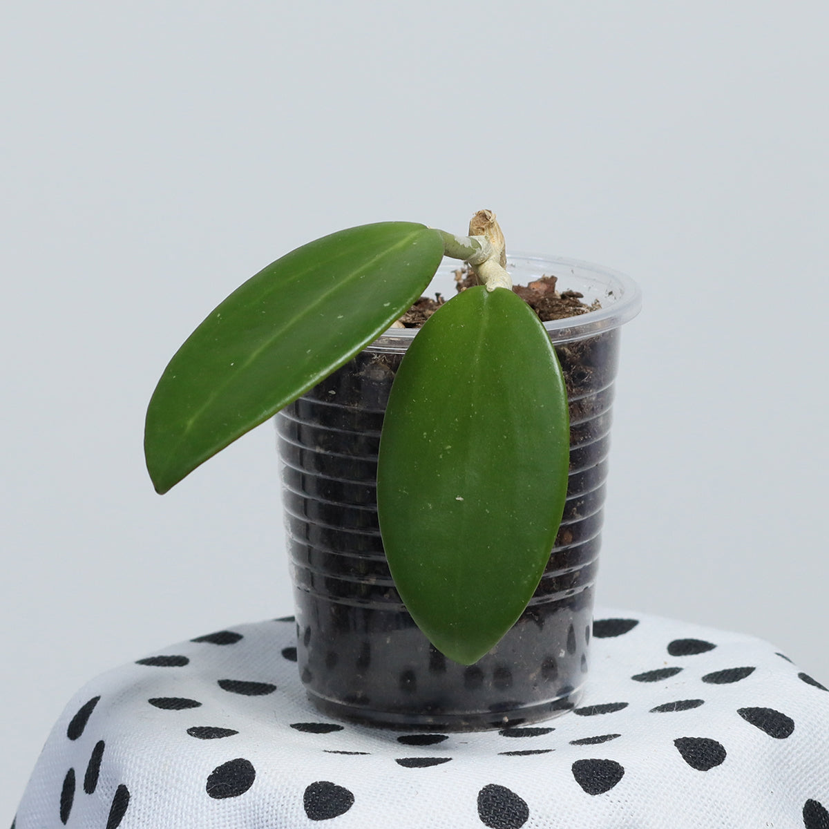Hoya sp. (Haiphong, Vietnam)