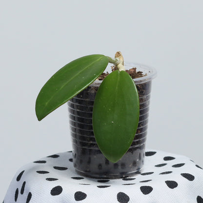 Hoya sp. (Haiphong, Vietnam)