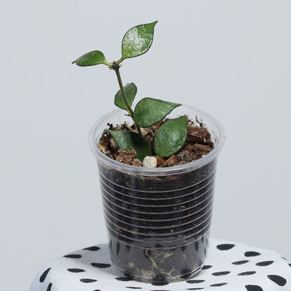 Hoya bakoensis