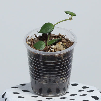 Hoya bakoensis