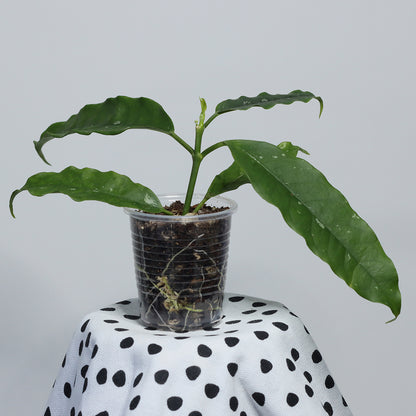 Hoya lockii