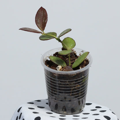 Hoya collina (red corona, IR 26)