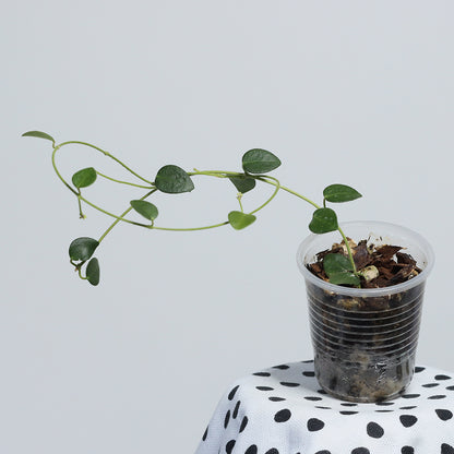 Hoya sp. Papua
