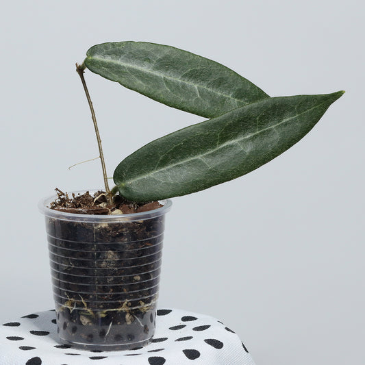 Hoya hypolasia