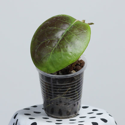 Hoya mitrata (big flower, Cream)
